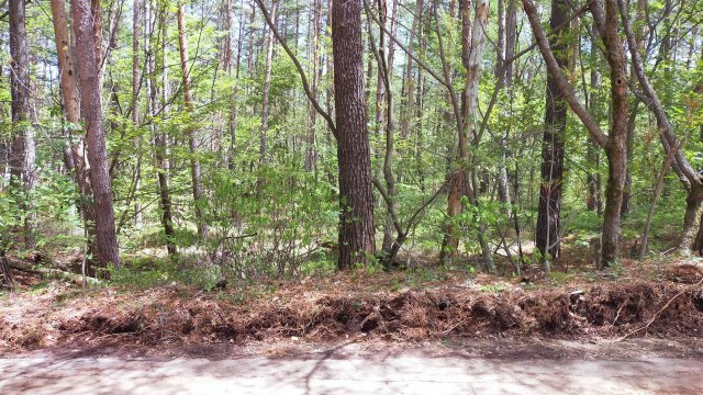 浅間ハイランドパーク車通りも少なく、静かさを求める方向けの土地