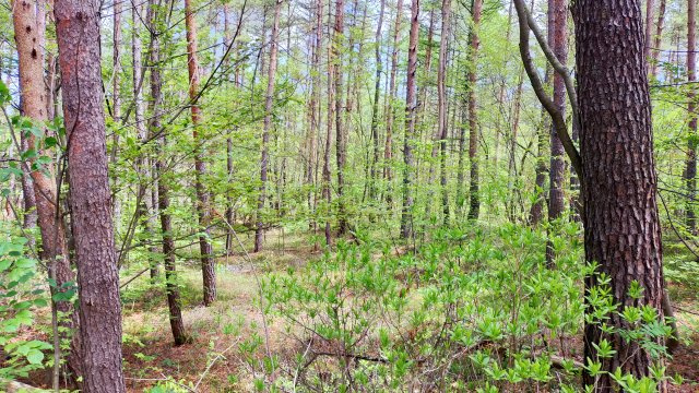 浅間ハイランドパーク車通りも少なく、静かさを求める方向けの土地のその他