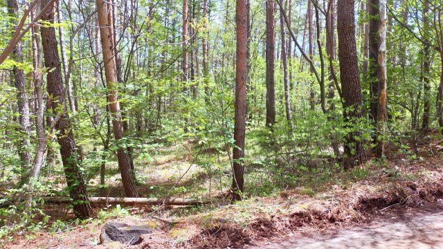 浅間ハイランドパーク車通りも少なく、静かさを求める方向けの土地の前面道路含む現地写真
