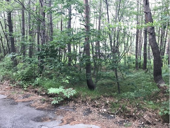 浅間ハイランドパークほぼ正方形で建築プランが色々出来そうな土地の前面道路含む現地写真