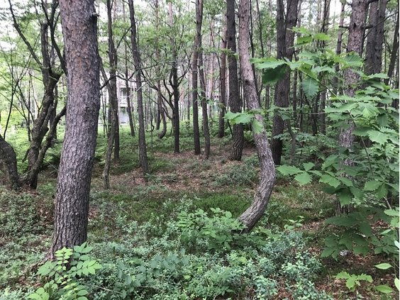 浅間ハイランドパークほぼ正方形で建築プランが色々出来そうな土地のその他