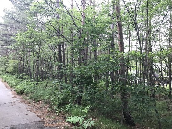 浅間ハイランドパークほぼ正方形で建築プランが色々出来そうな土地の前面道路含む現地写真