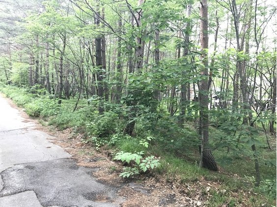 浅間ハイランドパークほぼ正方形で建築プランが色々出来そうな土地の前面道路含む現地写真