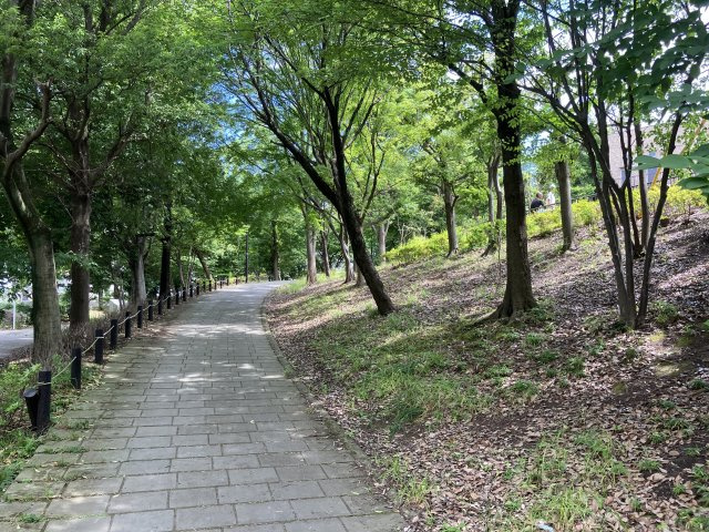 【周辺】 | 東山田３丁目　新築戸建 | ふじやとのみち（緑道）　緑道沿いの緑豊かな住環境です♪