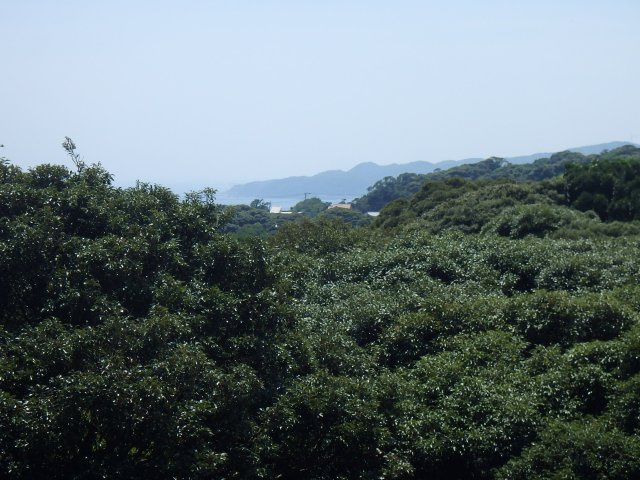 S1729M　アーバンヒルズ下田リゾートの展望