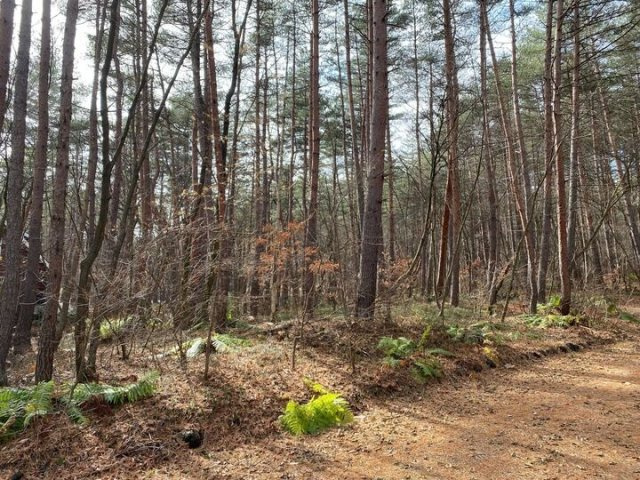 浅間ハイランドパークセキュリティゲートから一直線の角地の前面道路含む現地写真