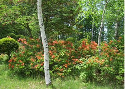 【周辺】 | 天空の別荘地「美しの国」 | 公園