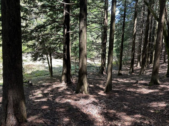 【外観】 | 東急天城高原別荘地　売地