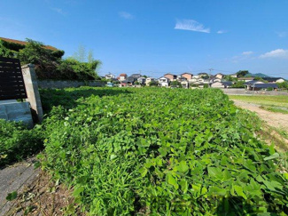 【外観】 | 広い土地です～