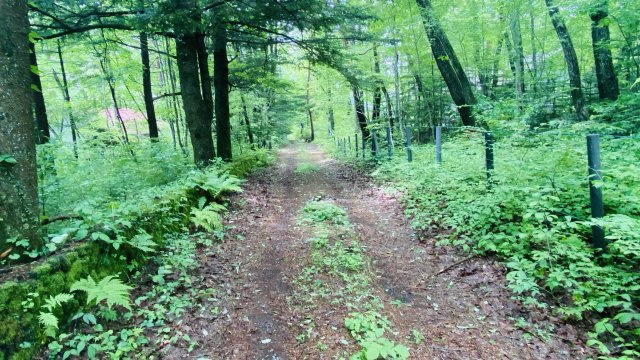 西軽井沢 追分宿エリア 450坪超えの売土地の前面道路含む現地写真