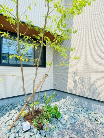 菊陽町/原水15号地の庭