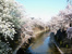 板橋十景　石神井川の桜