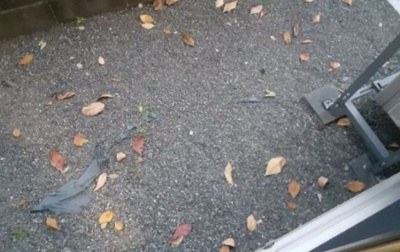 【庭】 | フローラ共和