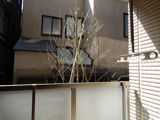 カーサ柿の木坂の展望|テラスからの見晴らしです