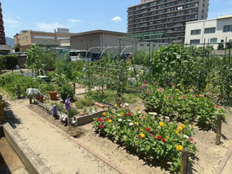 【その他】 | ガーデンハイム梅津 | 家庭菜園場