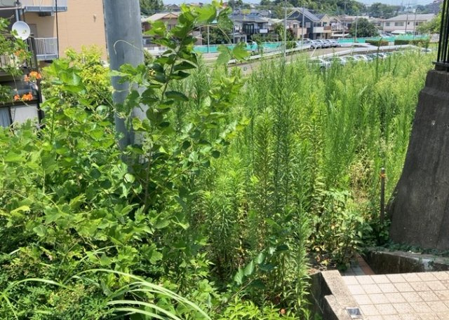 【外観】 | 現地に行くなら、物件の周囲の地形がどうなっているかを見ることも大切です。周辺より低くなっている土地では、大雨などで水が集まりやすいため、地盤が弱くなっているということも考えられるため、注意が必要です。