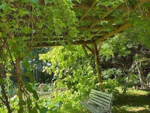 標茶町常盤町 【7DK以上】大型戸建の庭|つる植物の緑が美しい、パーゴラのある庭です。