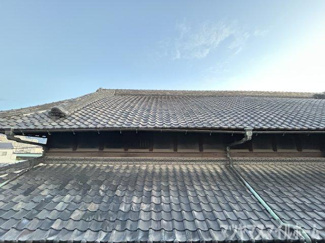 【展望】 | Ranunculus