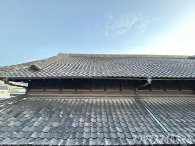 【展望】 | Ranunculus