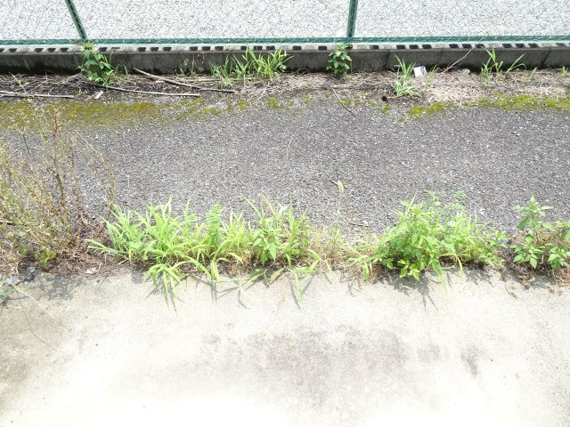 ヴィラマルヨシの庭