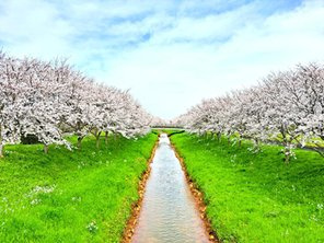 斐川町上直江　新築戸建て　平屋建て　令和7年9月完成予定の周辺|五右衛門桜並木まで1200m （徒歩16分）
