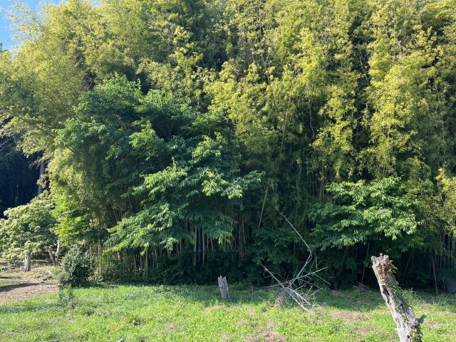 山南町和田売地（畑、山林付き）の外観