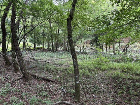 【外観】 | 東急天城高原別荘地　売地