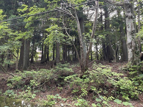 【外観】 | 東急天城高原別荘地　売地