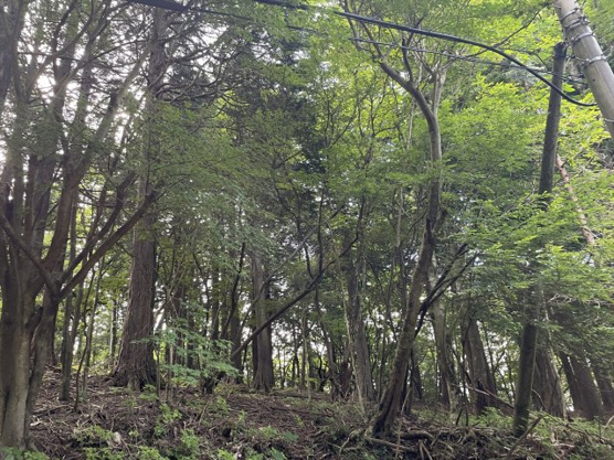 【外観】 | 東急天城高原別荘地　売地