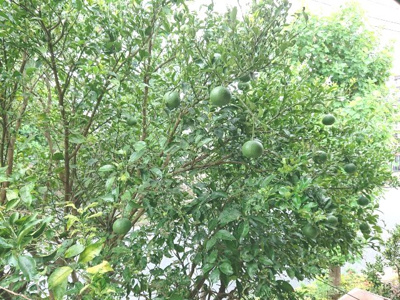 【庭】 | 西千葉戸建貸家 | お庭には果樹もあり、季節の移り替わりで楽しめますね。