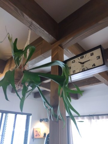 【建売】八戸市湊高台3丁目の内装