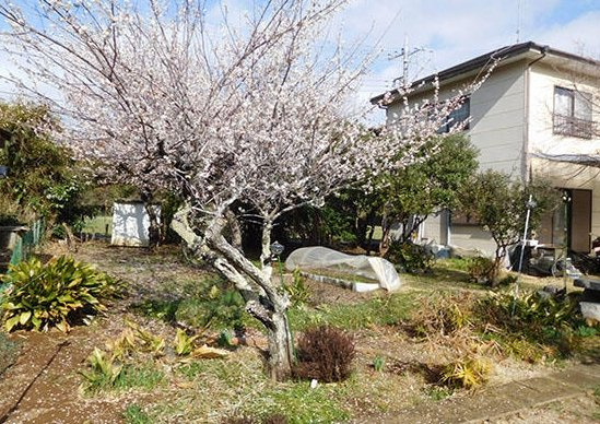 山武市麻生新田　中古戸建の庭|敷地約158坪　家庭菜園が可能です。２LDK  自然豊かな閑静な立地　ハウス内でサボテン栽培中