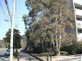 コスモ21ザ・ガーデンズフォートの外観