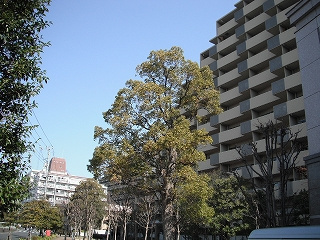 コスモ21ザ・ガーデンズフォートのエントランス