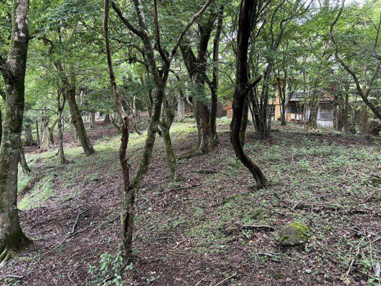 【周辺】 | 東急天城高原別荘地　売地