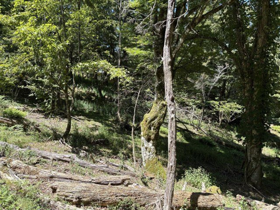 【外観】 | 東急天城高原別荘地　売地