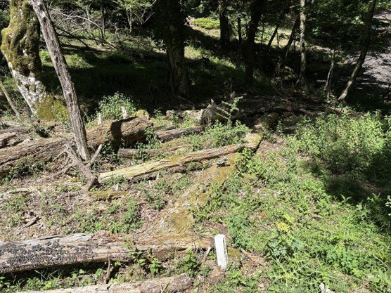 【外観】 | 東急天城高原別荘地　売地