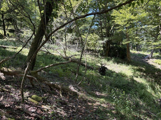 【外観】 | 東急天城高原別荘地　売地