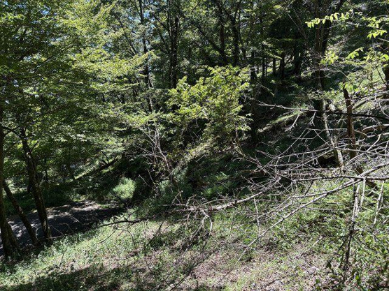 【外観】 | 東急天城高原別荘地　売地