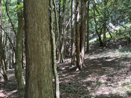 【外観】 | 東急天城高原別荘地　売地