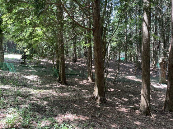 【外観】 | 東急天城高原別荘地　売地