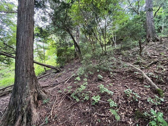 【外観】 | 東急天城高原別荘地　売地