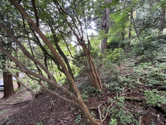 【外観】 | 東急天城高原別荘地　売地