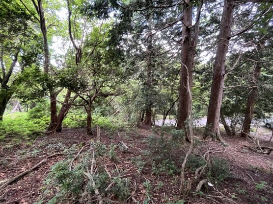 【外観】 | 東急天城高原別荘地　売地