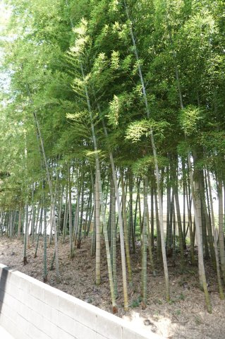 ボナールⅢの展望|ボナールⅢ　眺望