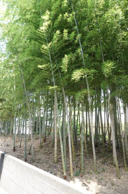 【展望】 | ボナールⅢ | ボナールⅢ　眺望