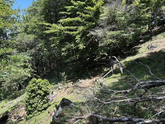 【庭】 | 東急天城高原別荘地　戸建