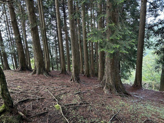 【周辺】 | 東急天城高原別荘地　売地