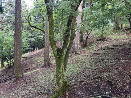 【周辺】 | 東急天城高原別荘地　売地