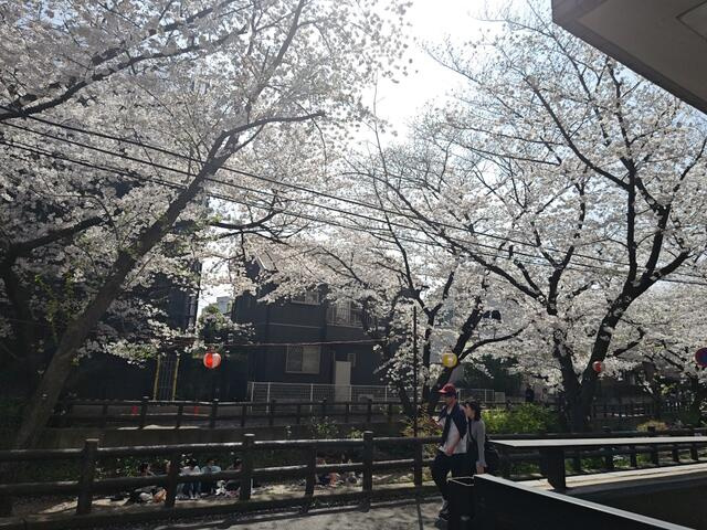 【展望】 | 向ヶ丘遊園東ガーデンハウス | 室内から桜が望めます。